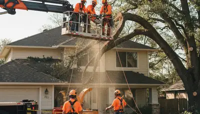 Emergency tree crew clearing storm-damaged fallen tree in Allentown, PA