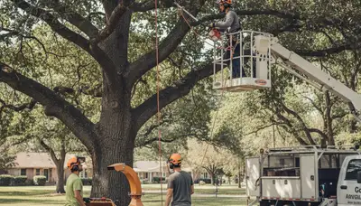 Allentown, PA arborist pruning trees to improve health and storm safety