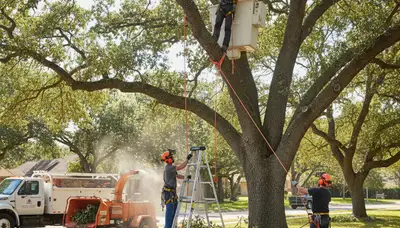 Tree pruning service in Allentown, PA improving tree health and storm safety