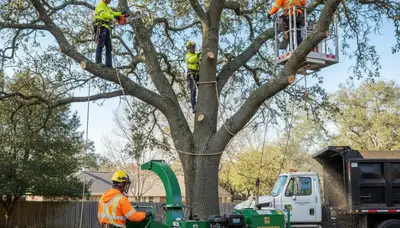 Allentown, PA tree removal crew safely removes a dead tree with professional equipment