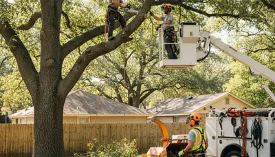 Allentown, PA tree removal crew safely removes a large tree for a local homeowner