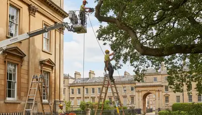 Tree service crew in Allentown, PA providing professional tree trimming and removal services