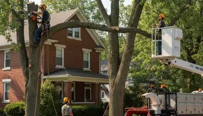 Tree service team in Allentown, PA providing professional tree trimming and removal services