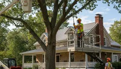 Tree service crew providing arborist care in Allentown, PA for safe tree trimming and removal