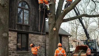 Tree service crew in Allentown, PA providing professional tree care and removal services