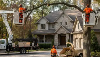 Allentown, PA tree service crew trimming and removing a tree for a local property