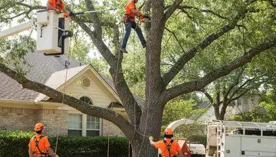 Tree service crew trimming healthy trees in Allentown, PA for safer landscapes
