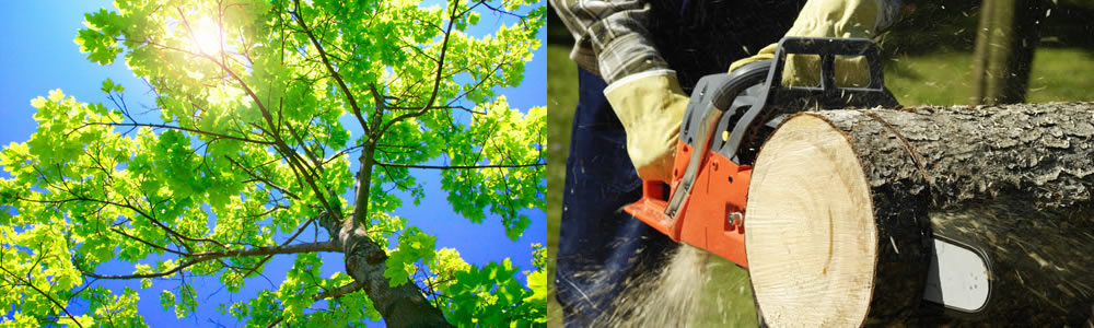 Tree Services Bethlehem